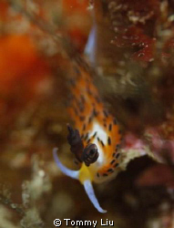A beautiful nudibranch found in north-east pole in Taiwan~ by Tommy Liu 
